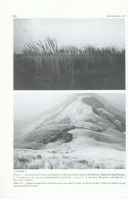 Image result for Rhytachne