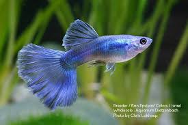 Pin By S S On Guppy Guppy Fish Tropical Fish Aquarium Aquarium Fish