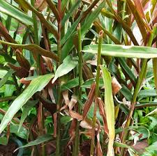 Ginger varieties to grow at home there are several species of ginger to grow at home. Luyang Itim Or Black Ginger Home Facebook