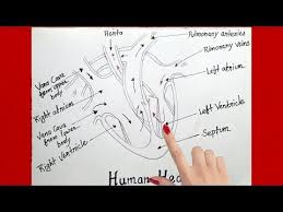 How To Draw Human Heart Diagram Step By Step For Beginners Youtube Human Drawing Human Heart Diagram How To Draw Steps
