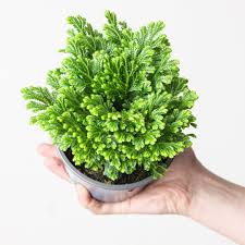 Image result for Selaginella dregei