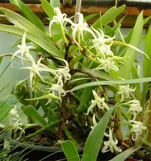 Image result for Cyrtorchis neglecta
