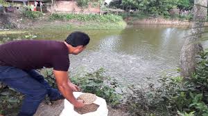 Tilapia Fish Farming Is A Lucrative Business Providing Income For Millions Of People In The World Youtube