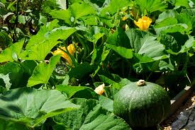 Would a zucchini plnat deter a raccoon. Deter Raccoons With Pantyhose Organic Gardening Mother Earth News