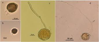 Image result for peronospora grapevine
