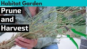 Discover how to easily trim your rose bushes. How To Prune Back Ca Poppies Harvest Seeds Youtube