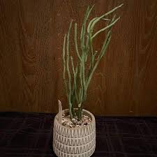 Image result for Kleinia