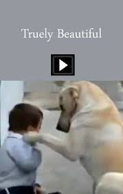this is a beautiful video showing a dog and a little boy with downs syndrome interacting priceless https animals beautiful funny animals down syndrome kids