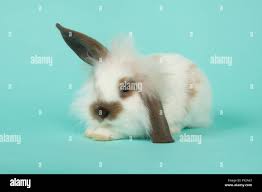 Image result for tbn:nuNU7FPK4A54yM::rvforsaleguide.com/images/bunny-resting-picture.jpg