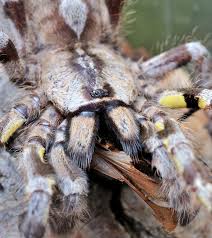 Image result for Tarantula Bite