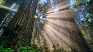 Maybe you would like to learn more about one of these? Page 2 Redwood 1080p 2k 4k 5k Hd Wallpapers Free Download Wallpaper Flare