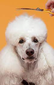 There are 643 pet grooming card for sale on etsy, and they cost 18,98 $ on average. Becoming A Petco Certified Groomer Petco