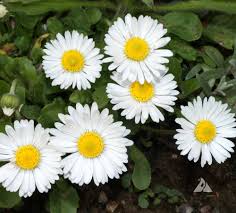 Image result for Bellis