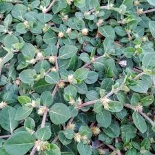 Image result for Alternanthera pungens