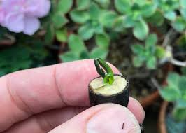 Check spelling or type a new query. A Little Cabin Fever Sorta Like Suburbia