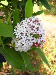 Image result for Acokanthera schimperi