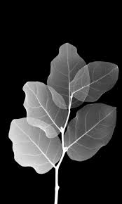 Abstract Black And White Phone Wallpaper Https Encrypted Tbn0 Gstatic Com Images Q Tbn 3aand9gcrxqukojet5n6la0aef9eizsobpann8r Nfyq Usqp Cau