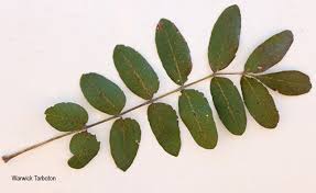 Image result for Lannea discolor