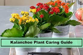 While usually grown as a houseplant, the succulent perennials of the kalanchoe family can grow. Kalanchoe Plant How To Keep It Healthy For 2021 Plants Spark Joy