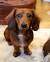 Groomed Long Haired Dachshund Haircut