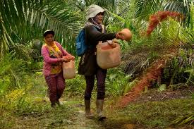 Maybe you would like to learn more about one of these? Buruh Sawit Perempuan Dan Laki Laki Sama Sama Bekerja Dalam Kondisi Sulit Tapi Berbeda Nasib