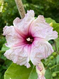 Image result for Ipomoea verbascoidea