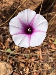 Image result for Ipomoea shirambensis
