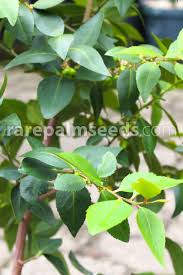 Image result for Maytenus undata