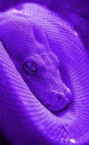 Pin By Christy Clark On Aes Colors Snake Wallpaper Purple Wall Art Purple Snake
