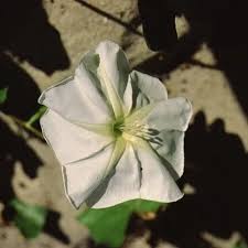Image result for Ipomoea stolonifera