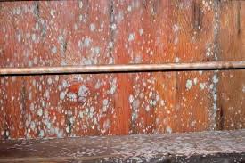 Because we build walls so they can't dry. 11 Ways To Remove Mold In Basement Mold In Basement Prevention