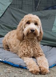 Made me cry and i wanted share. Pin By Sharon C On Have You Hugged Your Doodle Today Doodle Dog Double Doodle Dog Goldendoodle Grooming