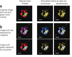 We did not find results for: Points Of View Color Blindness Nature Methods