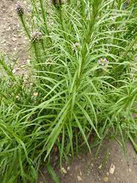We did not find results for: Liatris Blazing Stars Gay Feather North Carolina Extension Gardener Plant Toolbox