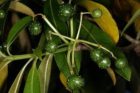 Image result for Rauvolfia afra