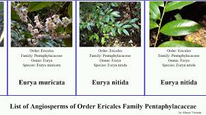 Image result for Pentaphylacaceae