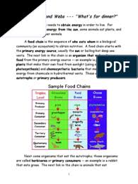 Check spelling or type a new query. Food Chains And Webs Food Web Herbivore