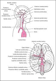 Cerebral stroke, deep vein thrombosis, pulmonary embolisma study of adverse events and suspected adverse drug reactions in patients under apixaban for prevention of stroke and. Overview Of Stroke Neurologic Disorders Msd Manual Professional Edition