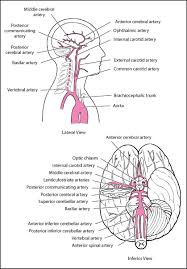 Some of the team members may include a primary care physician. Overview Of Stroke Neurologic Disorders Msd Manual Professional Edition