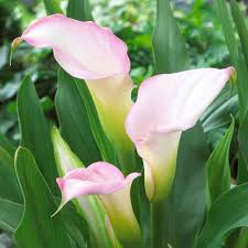 Image result for Zantedeschia