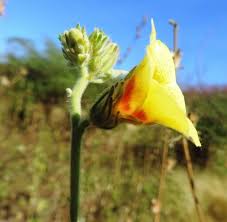 Image result for Hibiscus panduriformis