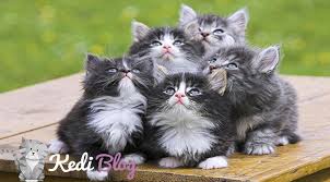 Kedi Bakimi Nasil Olmali Kedi Blog