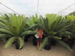 Image result for Dioon