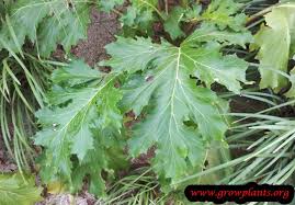 Image result for Acanthus polystachyus