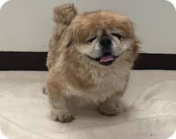 Specialized in reptiles, insects, fish, amphibians, birds, and rodents Newark Nj Pekingese Mix Meet Alcatraz A Dog For Adoption Pekingese Mix Dog Adoption Pekingese