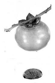 Image result for Diospyros sp. no. 1 sensu FZ