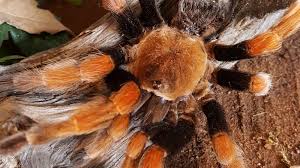 Giftigste spinne der welt in norma entdeckt: Veranstaltungstipp Exotische Spinnen Und Mehr Erding Sz De