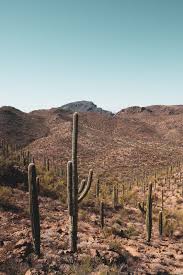 sonoran desert cactus photos tucson az gearminded com sonoran desert photo landscape photography sonoran desert cactus photos tucson