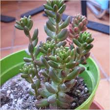 The leaves, which are thick, and, i believe, store water, are about 2 cm/half an inch long. Sedum Rubrotinctum Pork And Beans Small Plant Go Garden