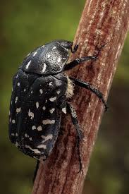 Black Beetle Stink Bug Spotted In Latvia Insects Macro Photos Spotted